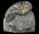 Hoploscaphites (Jeletzkytes) Ammonite - South Dakota #34164-1